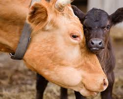 Enhancing Pregnancy Outcomes in Cattle Reproduction: Role of Anti-inflammatory Drugs in AI and Embryo Transfer